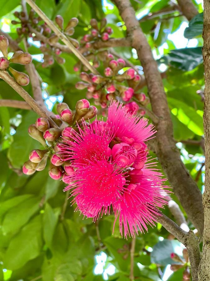 Bangalo De Madeira Em De 度假居 Camacari